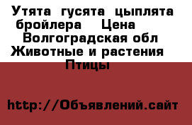 Утята, гусята, цыплята бройлера. › Цена ­ 70 - Волгоградская обл. Животные и растения » Птицы   